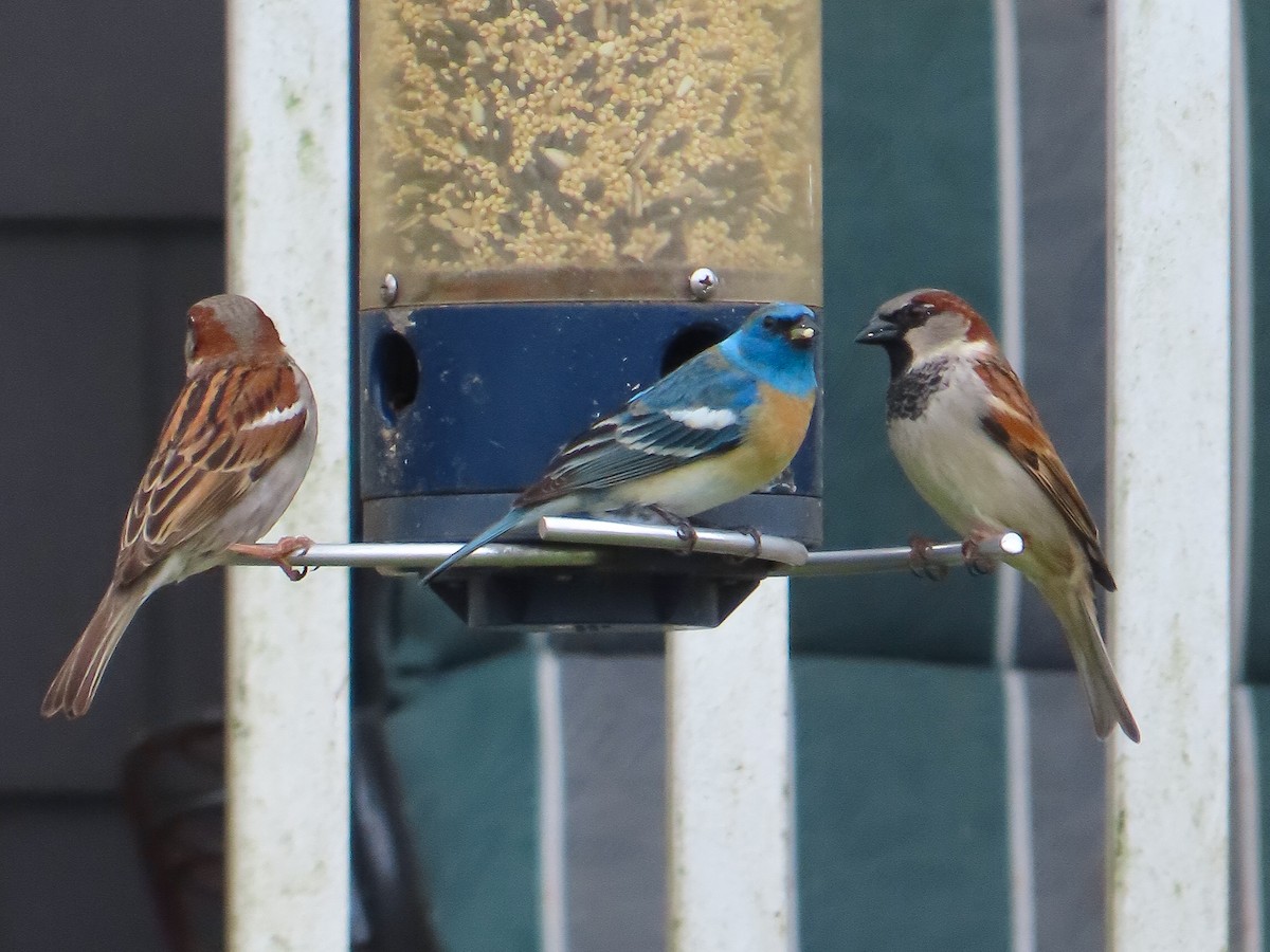 Lazuli Bunting - Elias Markee-Ratner