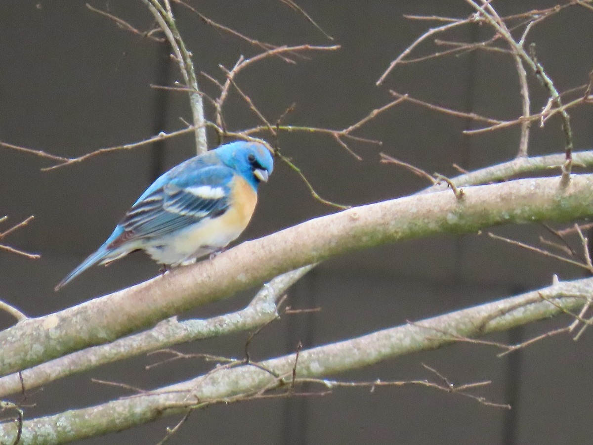 Lazuli Bunting - Elias Markee-Ratner