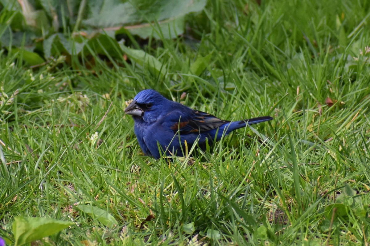 Blue Grosbeak - ML617790977