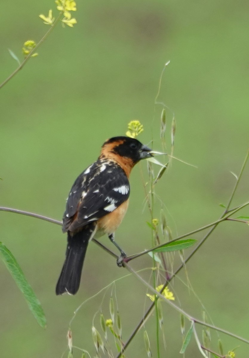 Cardinal à tête noire - ML617790990