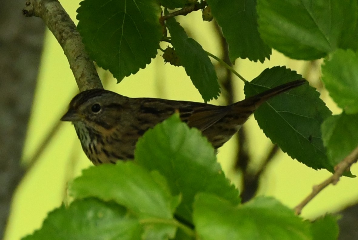 Lincoln's Sparrow - Jen S