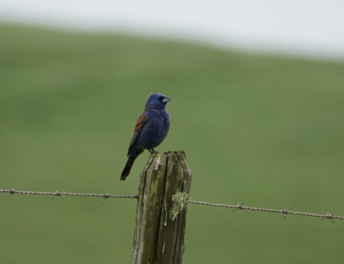 Blue Grosbeak - ML617791013