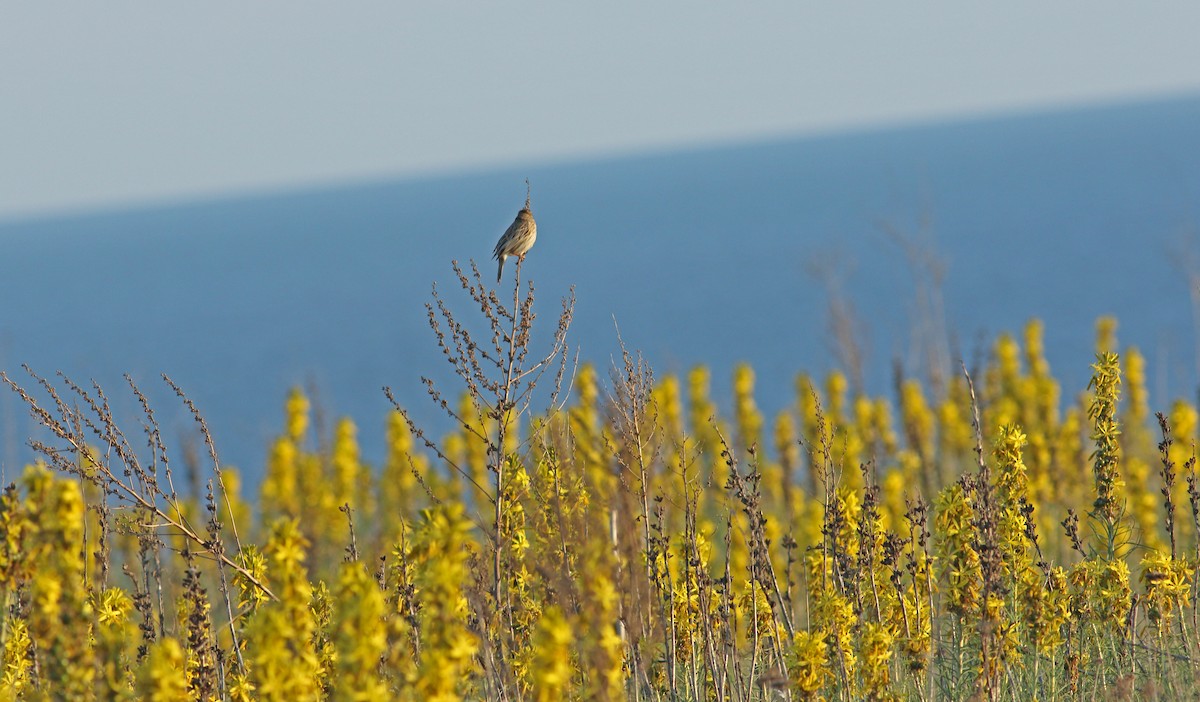 Corn Bunting - ML617791037