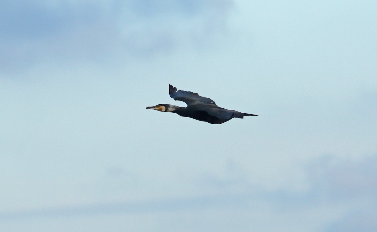 Great Cormorant - ML617791051