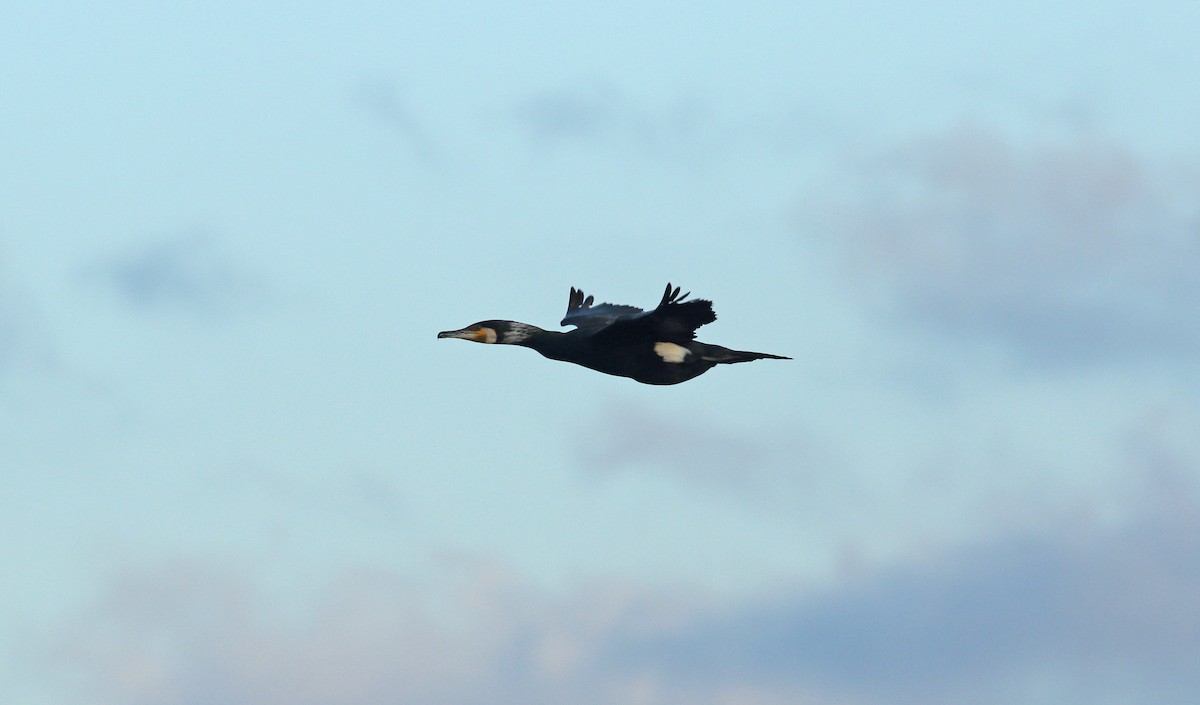 Great Cormorant - ML617791052