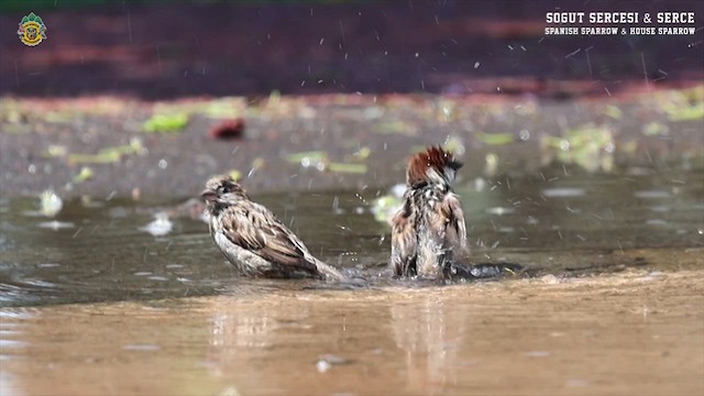 Spanish Sparrow - ML617791078