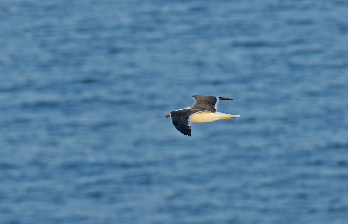 Lesser Black-backed Gull - ML617791094