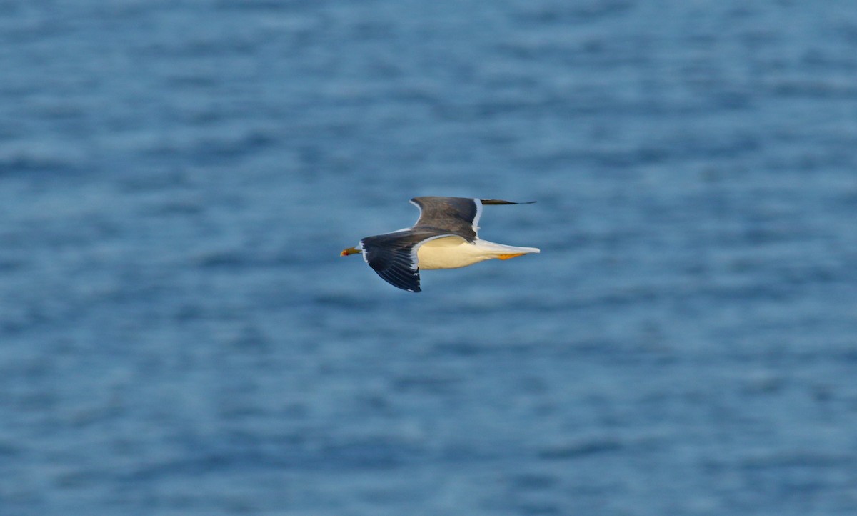 Lesser Black-backed Gull - ML617791096