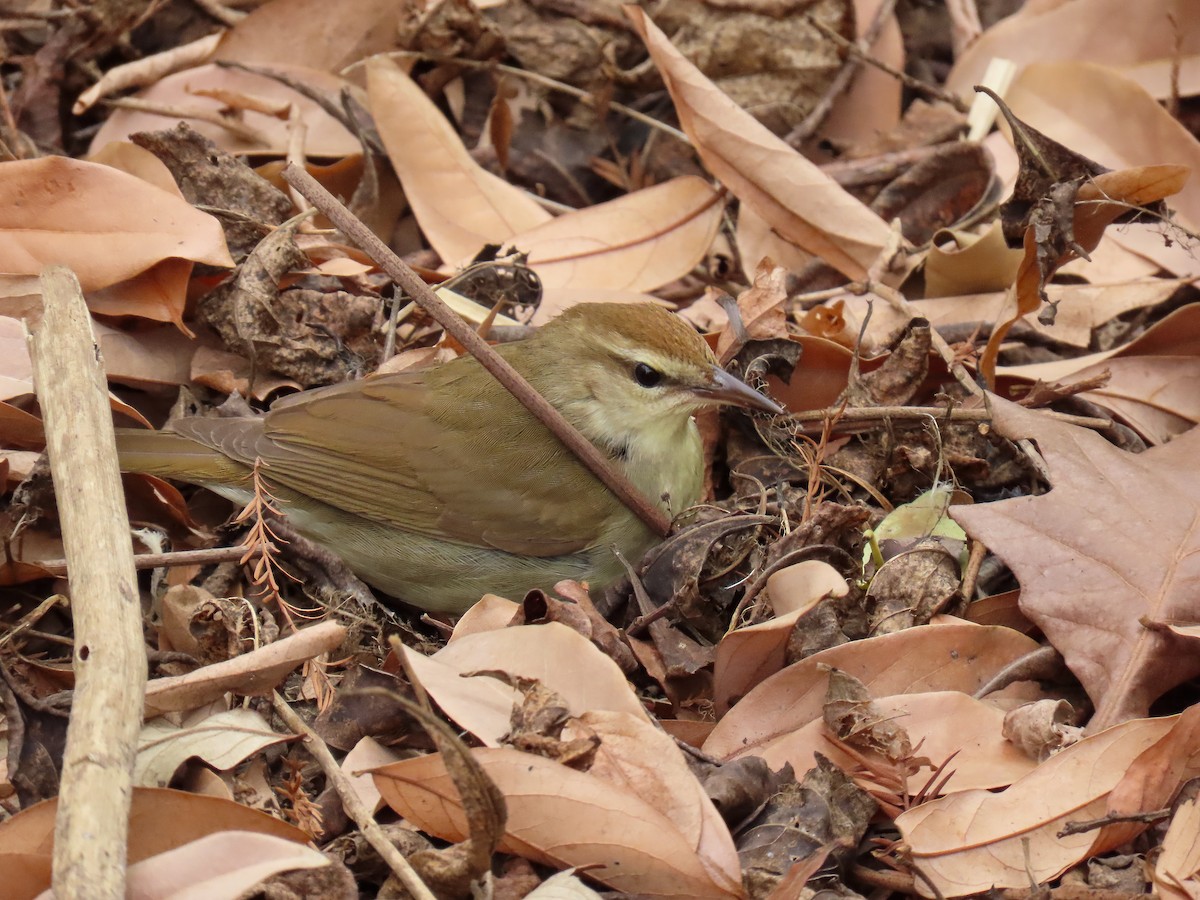 Swainson's Warbler - Elias Markee-Ratner