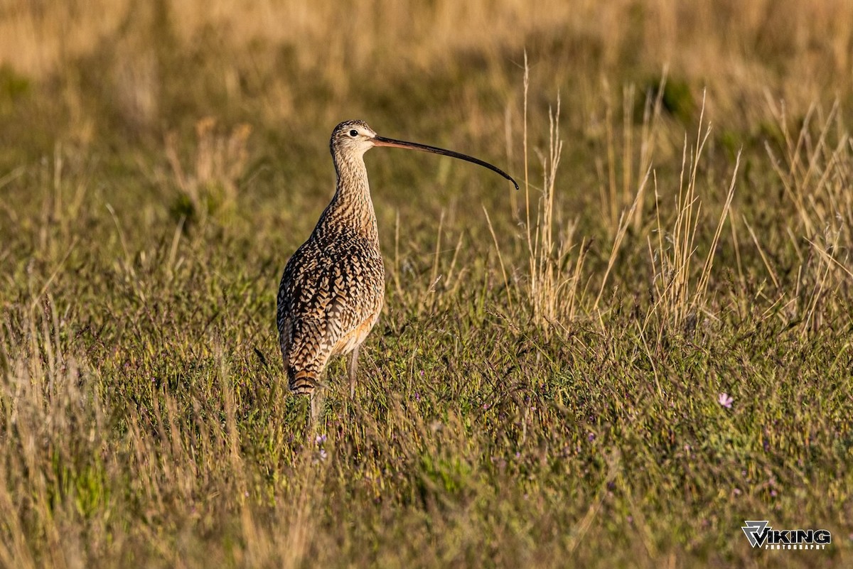 Long-billed Curlew - Eric Peterson