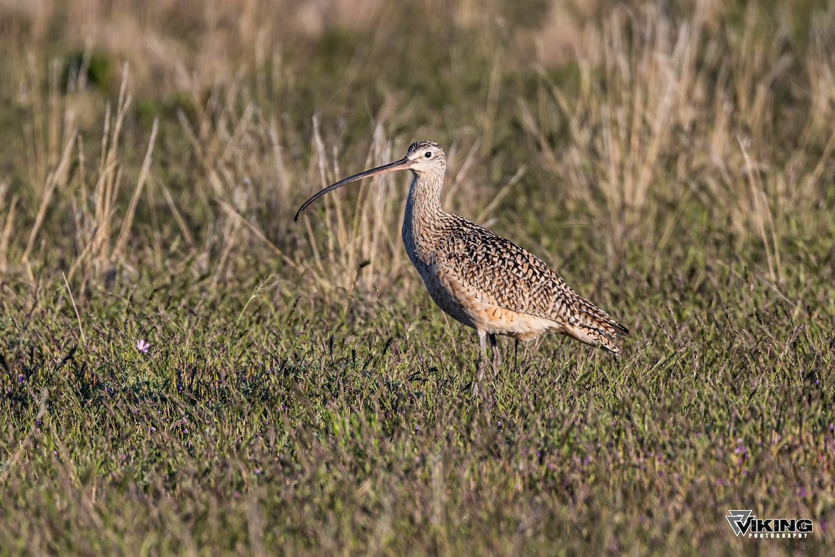 Long-billed Curlew - Eric Peterson