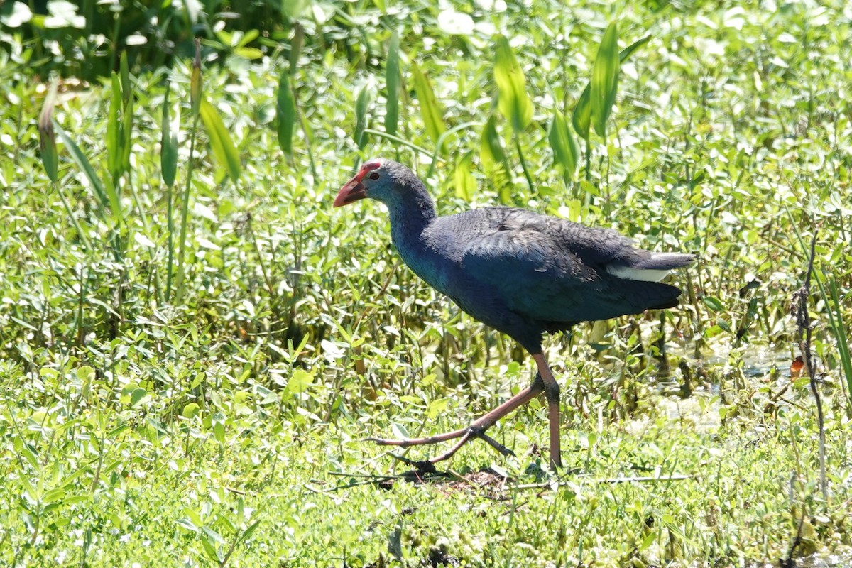 Gray-headed Swamphen - Jose Gagnon