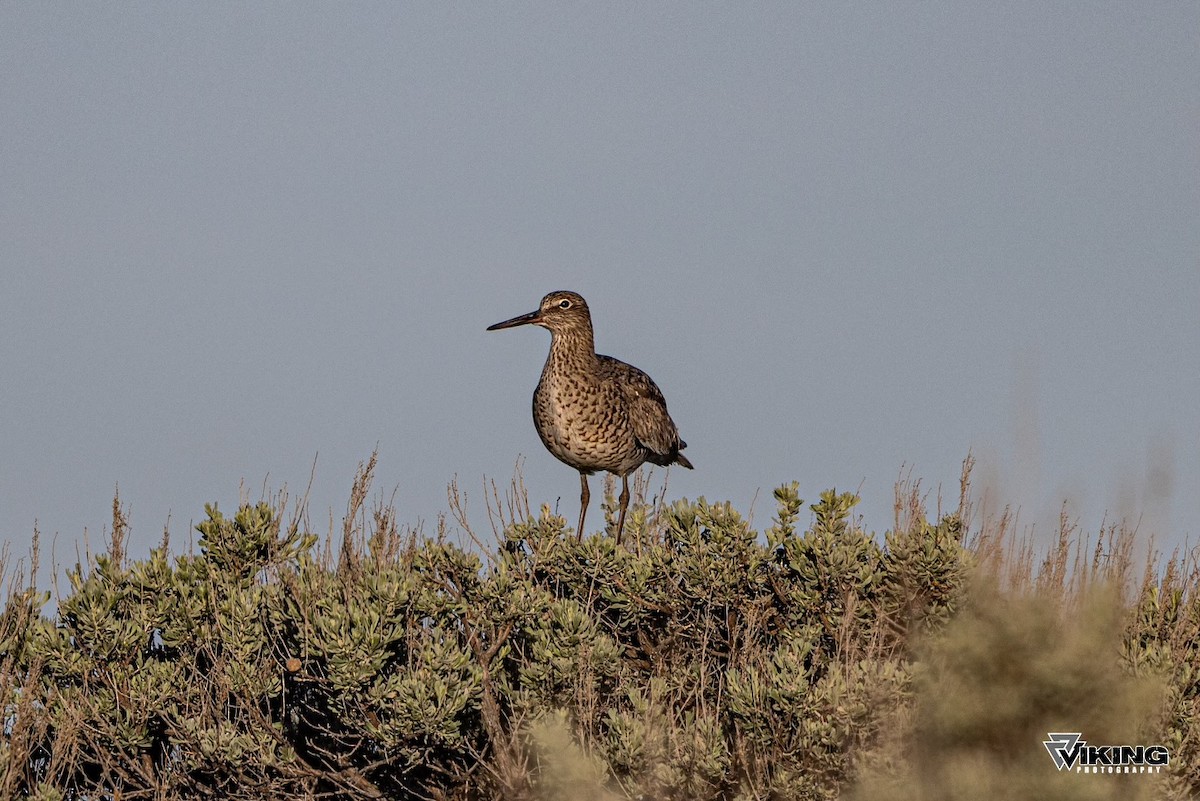 Piro piro semipalmato - ML617791142