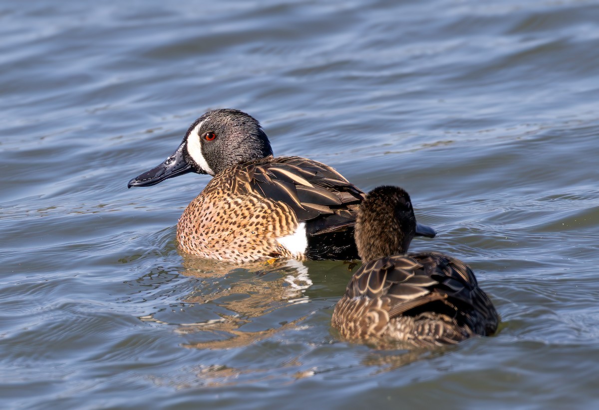 Blue-winged Teal - ML617791165
