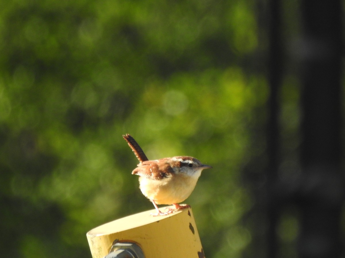 Carolina Wren - ML617791195