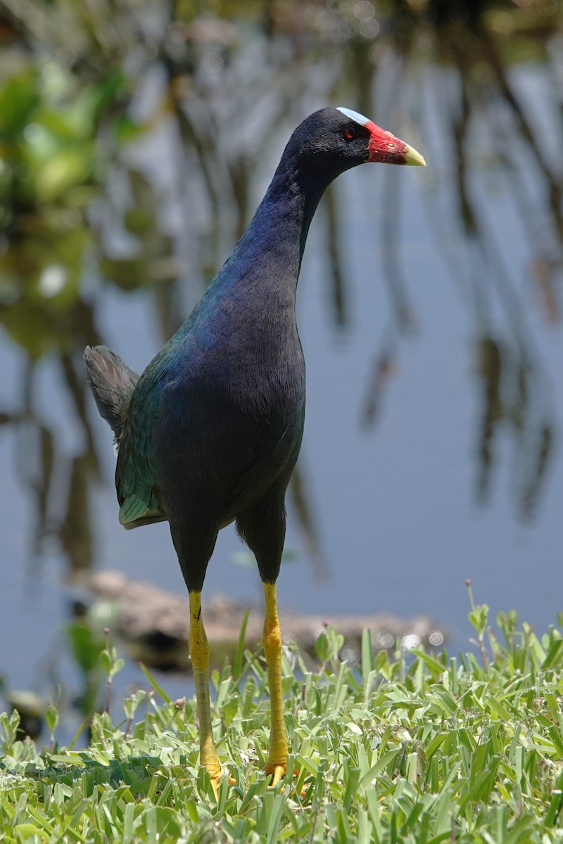 Purple Gallinule - ML617791199