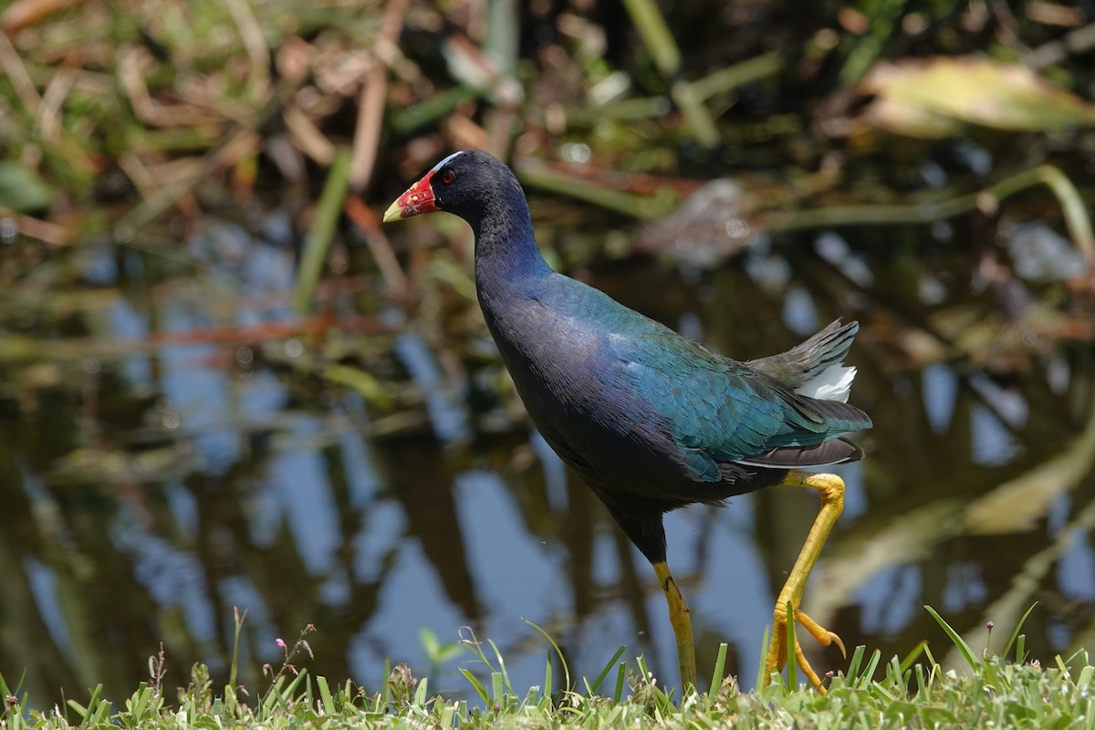 Purple Gallinule - ML617791213