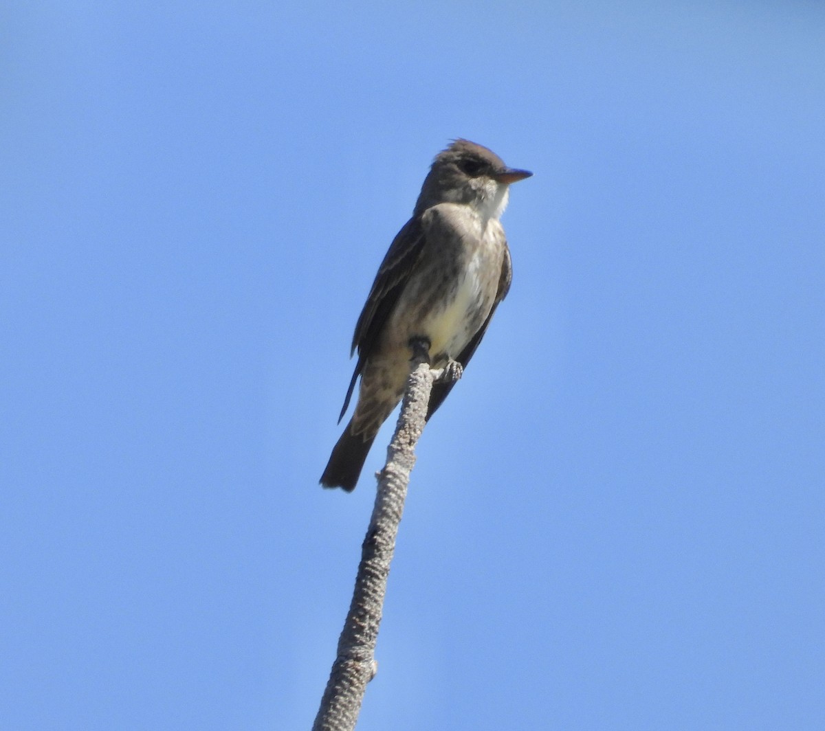 Olive-sided Flycatcher - Roee Astor