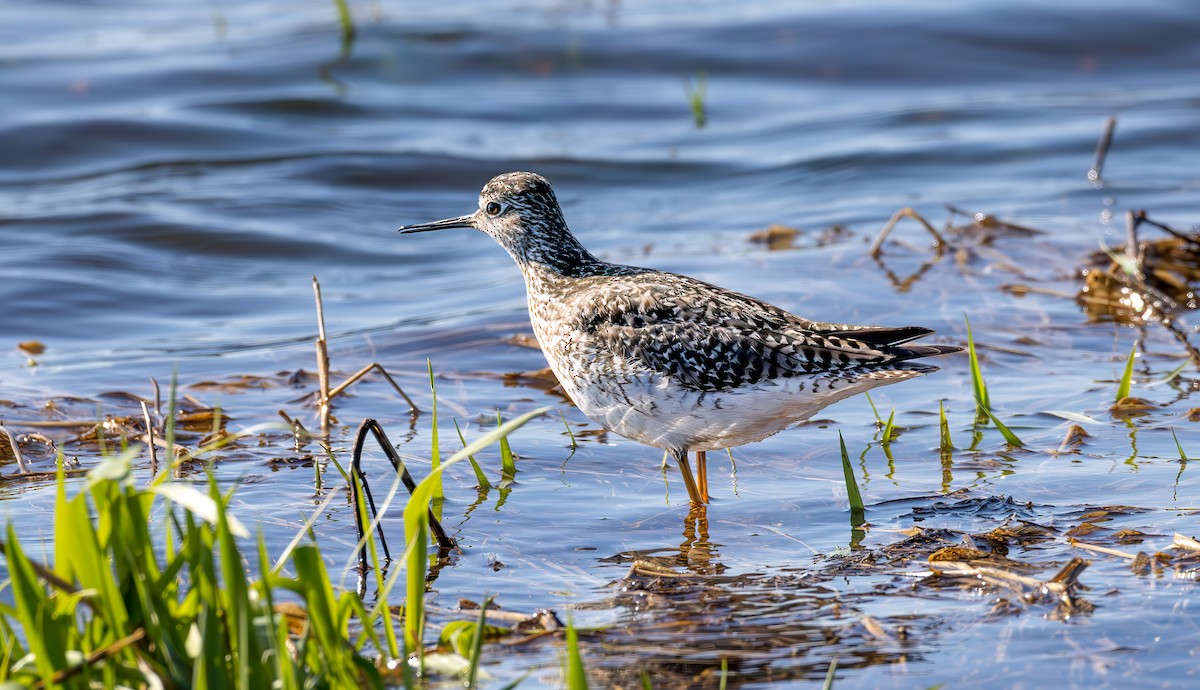 Lesser Yellowlegs - ML617791250