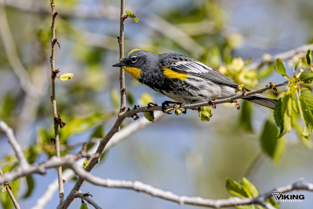 Yellow-rumped Warbler - ML617791252