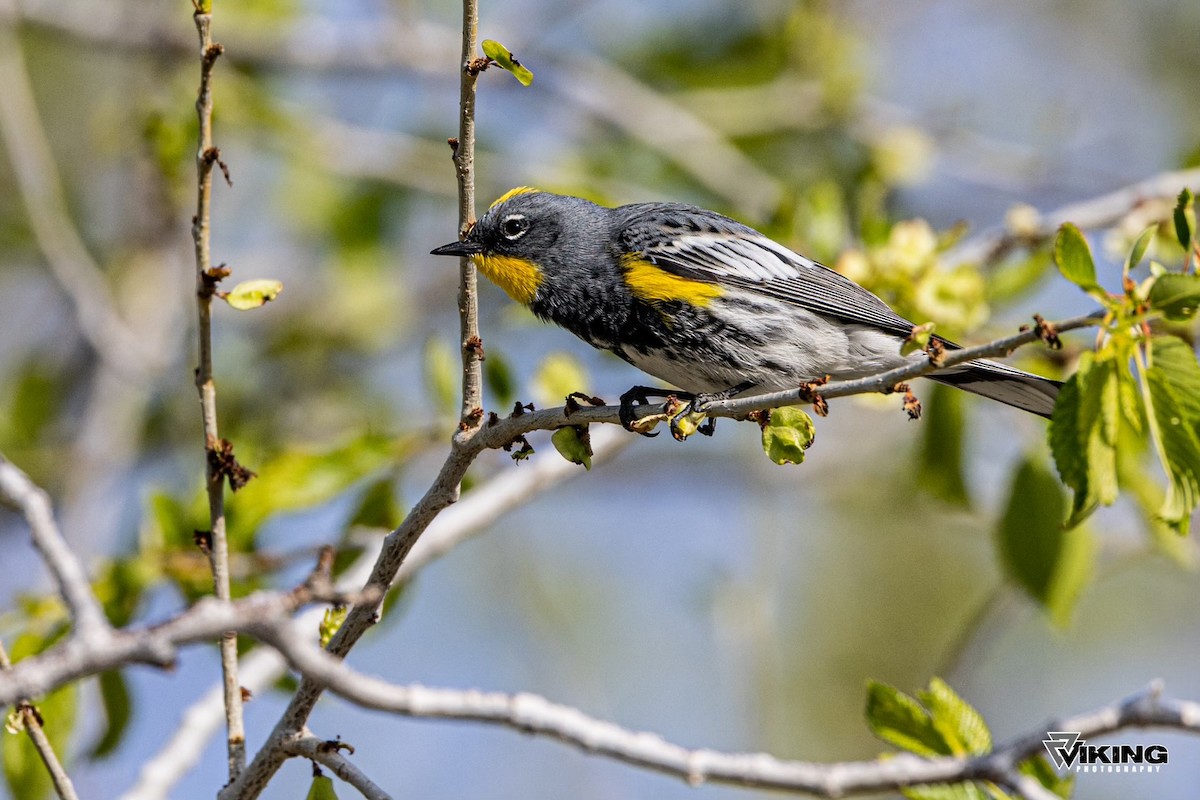 Yellow-rumped Warbler - Eric Peterson