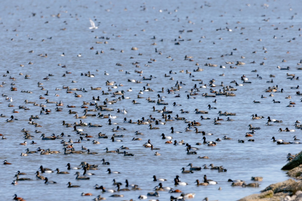 Bonaparte's Gull - ML617791258