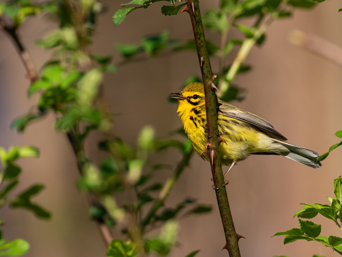 Prairie Warbler - ML617791271