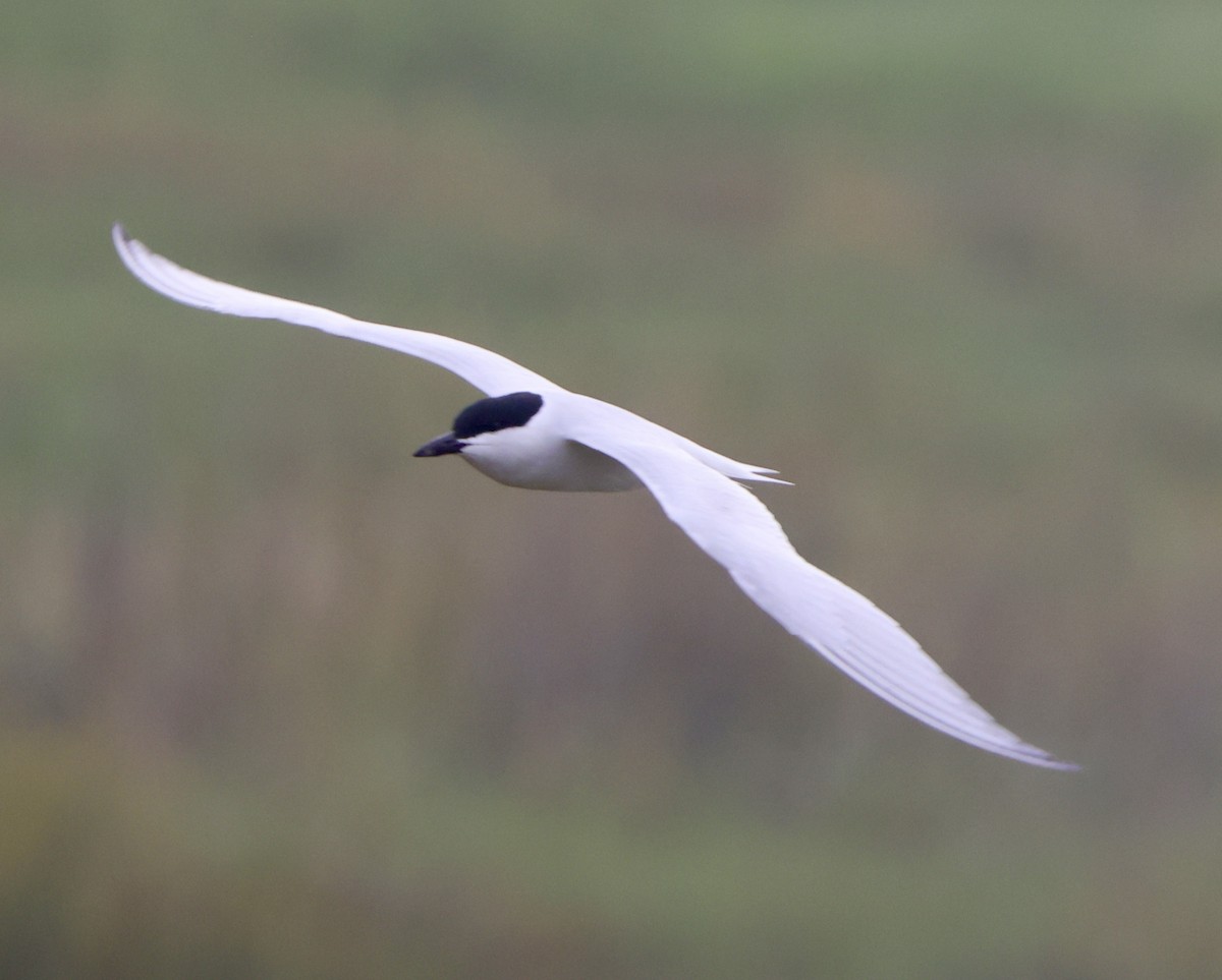 Gull-billed Tern - Carolyn Thiele