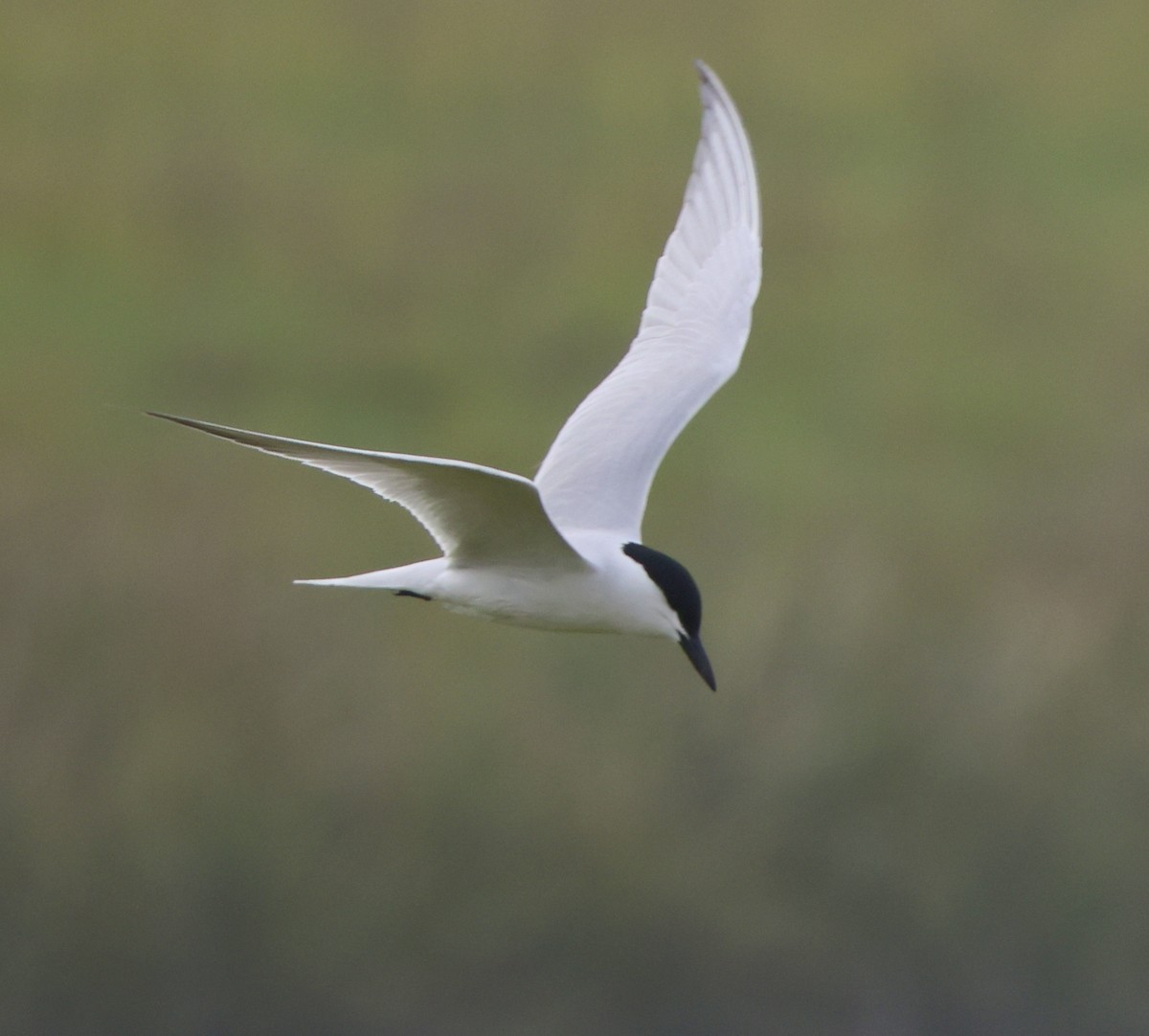 Gull-billed Tern - Carolyn Thiele