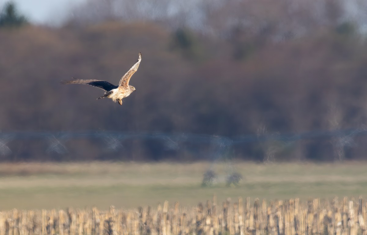 Northern Harrier - ML617791301