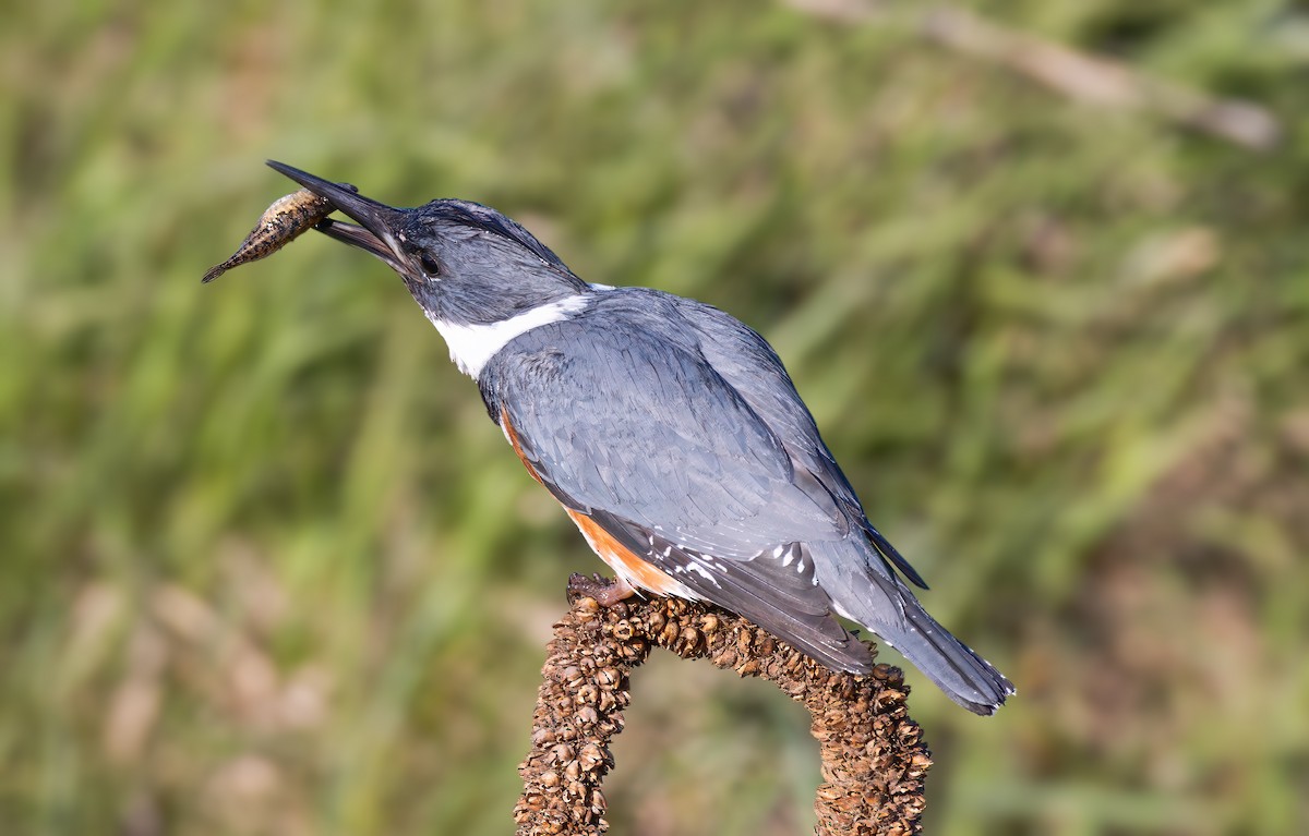 Belted Kingfisher - ML617791310