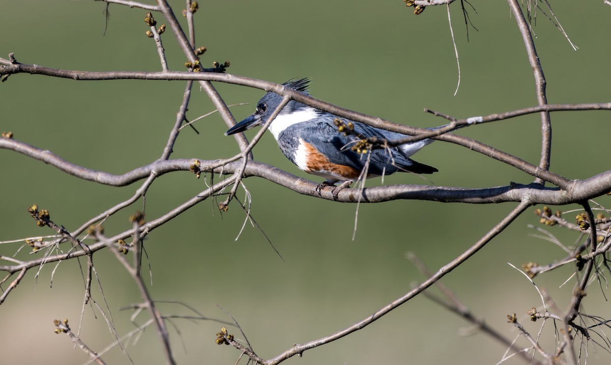 Belted Kingfisher - ML617791311