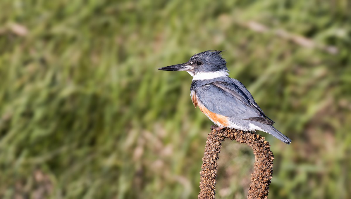 Belted Kingfisher - ML617791312