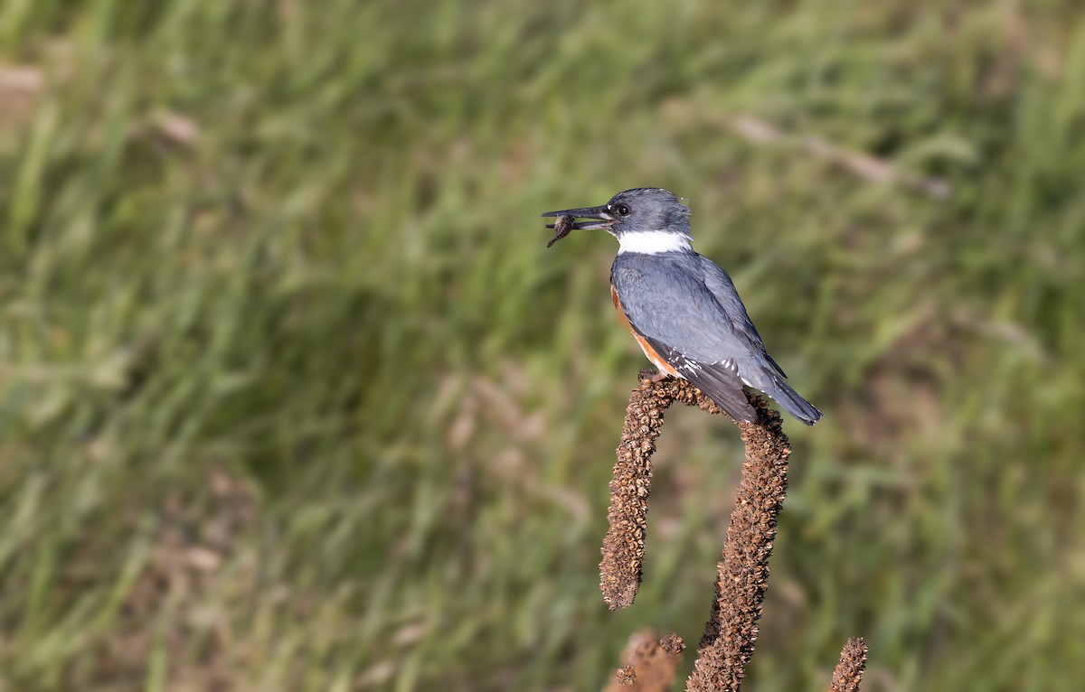 Belted Kingfisher - ML617791313