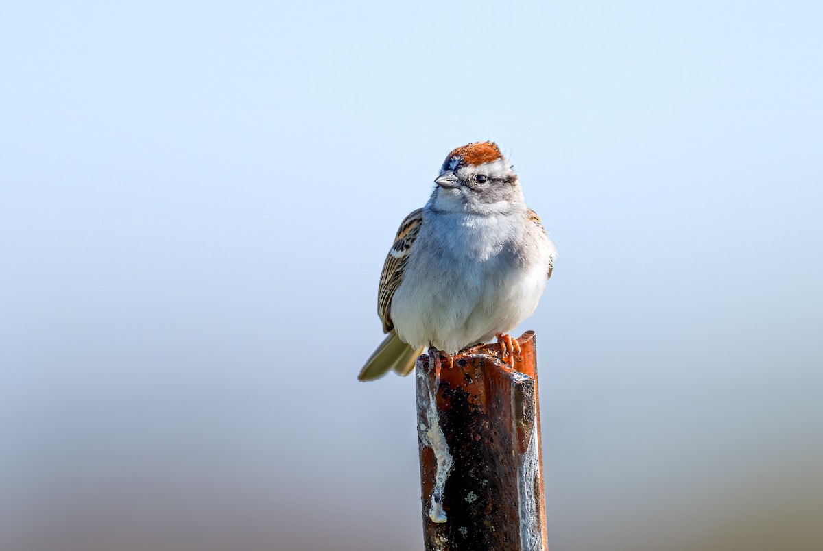 Chipping Sparrow - ML617791331