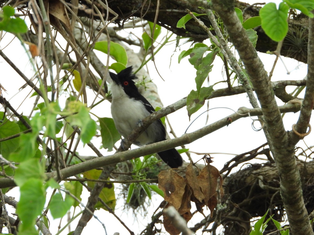 Great Antshrike - Manuel Pérez R.