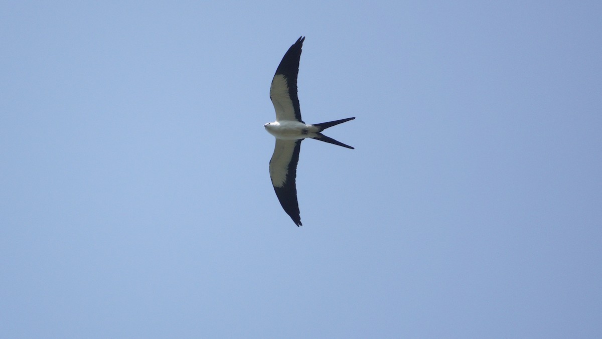 Swallow-tailed Kite - ML617791404