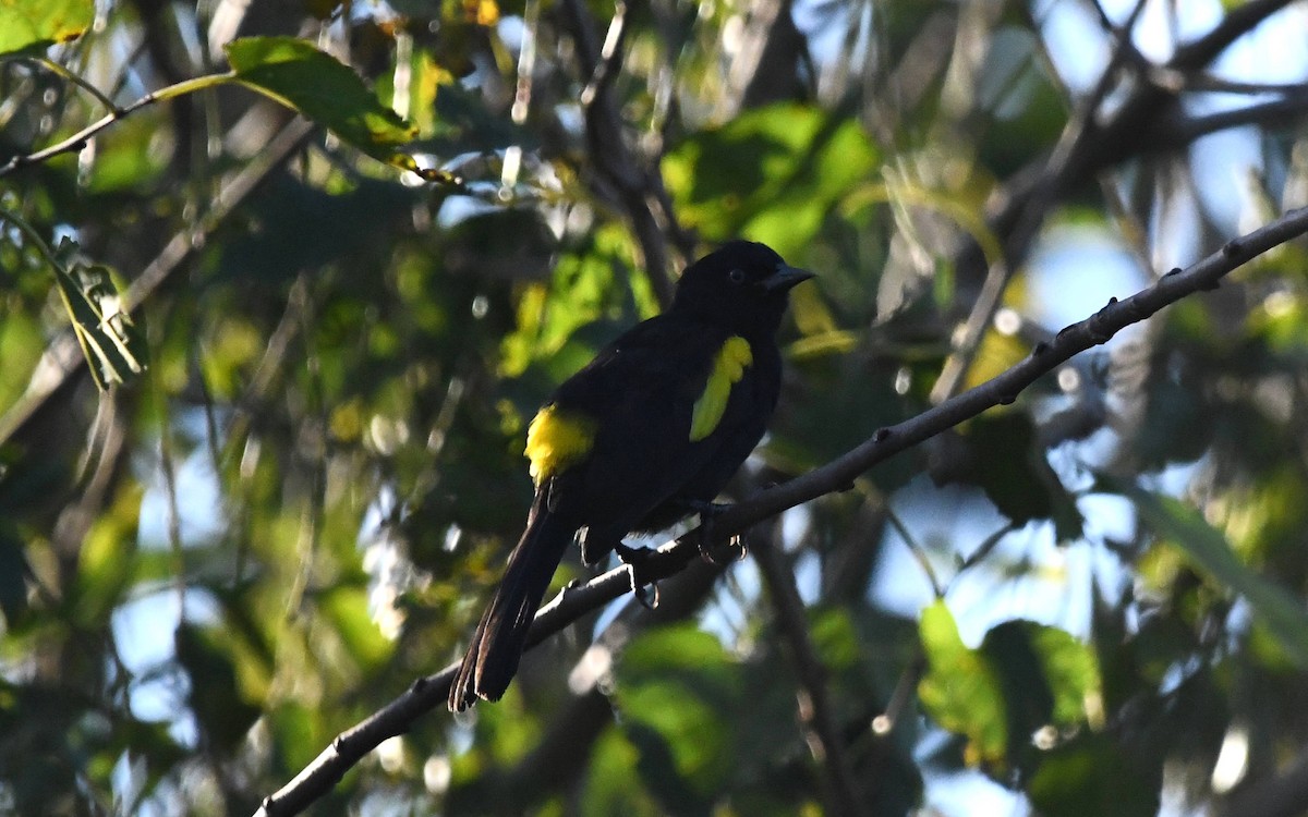 Golden-winged Cacique - Camilo Garcia Gonzalez