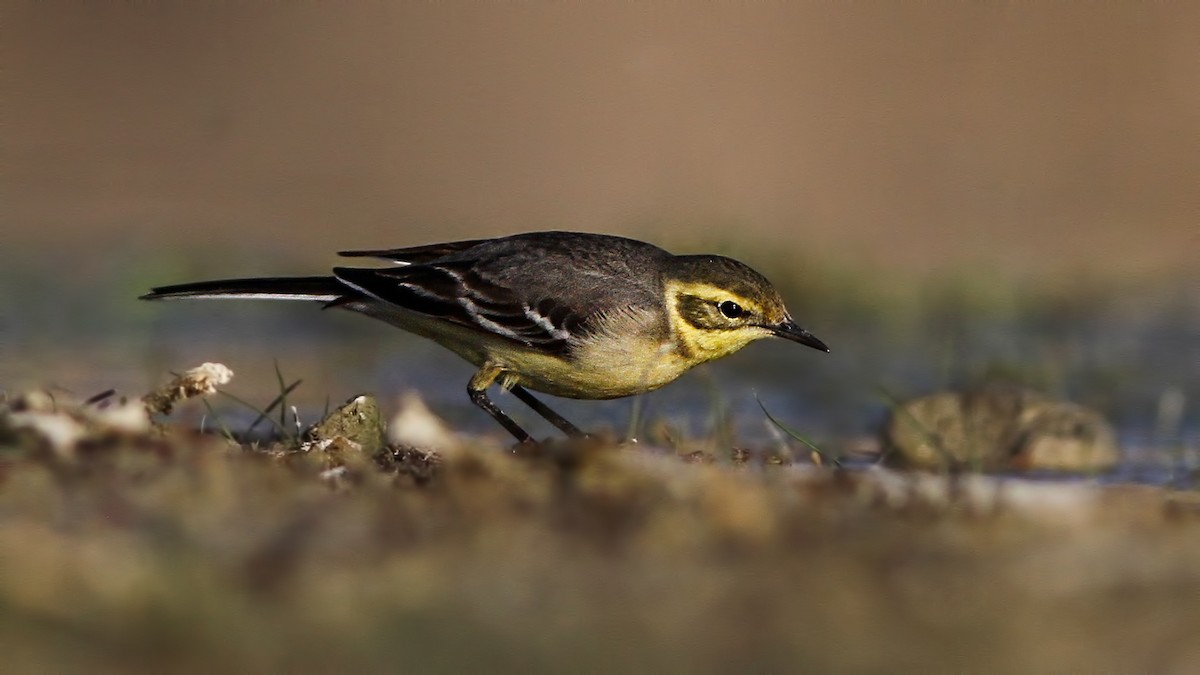 Citrine Wagtail - ML617791420