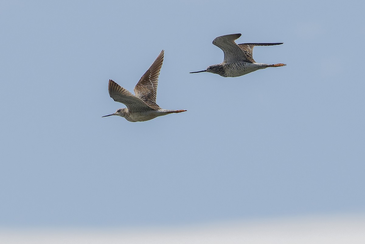 Greater Yellowlegs - ML617791431