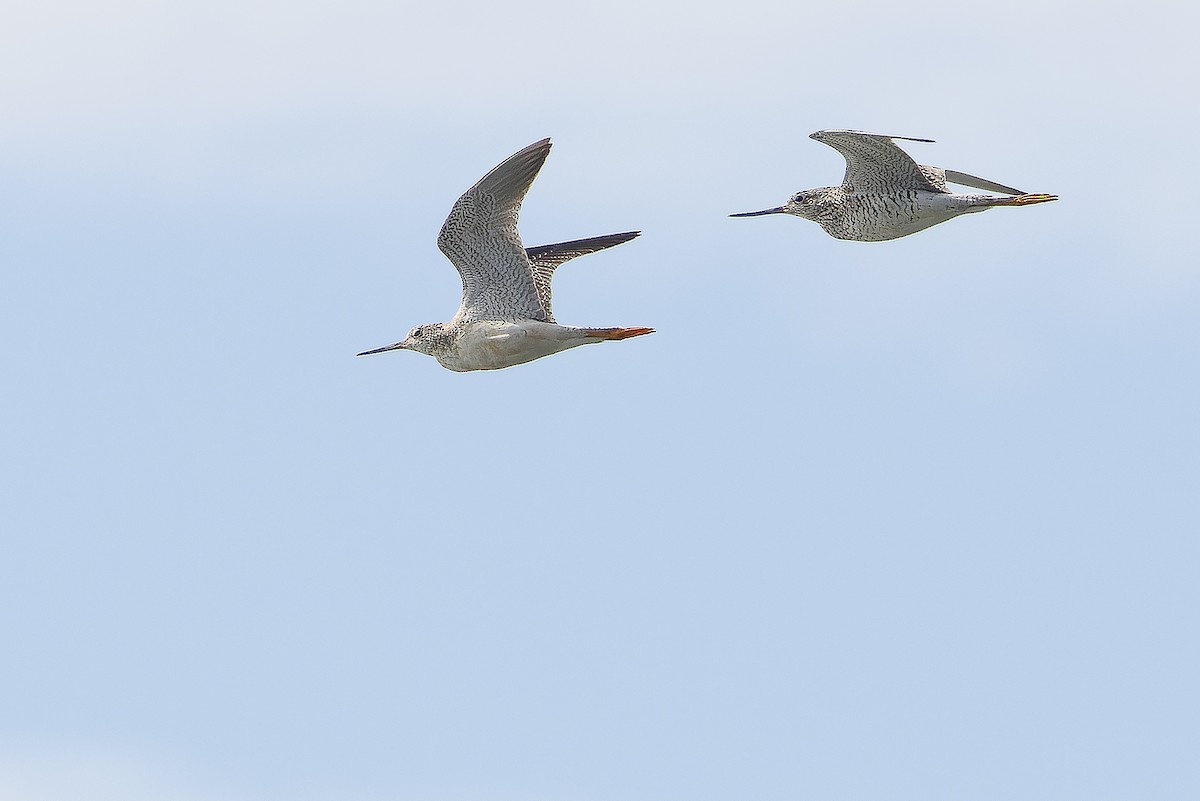 Greater Yellowlegs - ML617791432