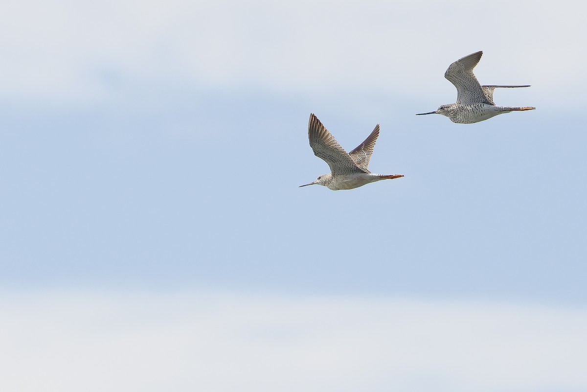 Greater Yellowlegs - ML617791434