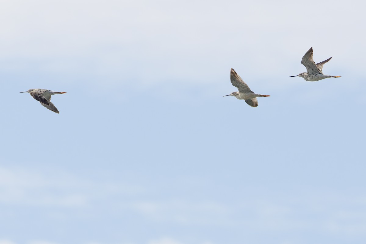 Greater Yellowlegs - ML617791438