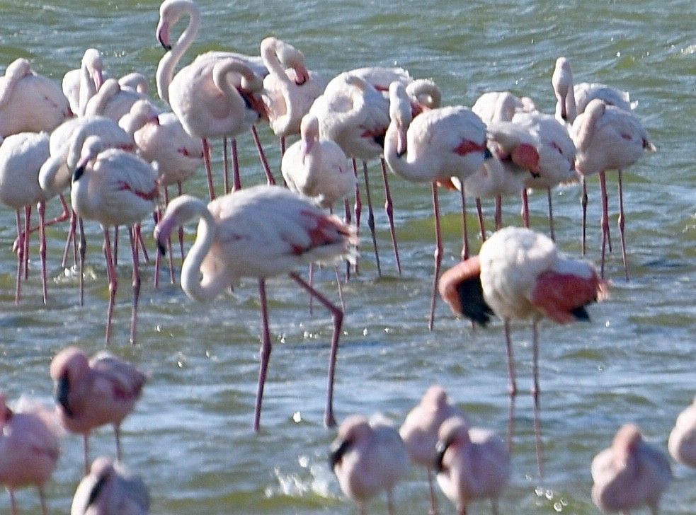 Greater Flamingo - ML617791458