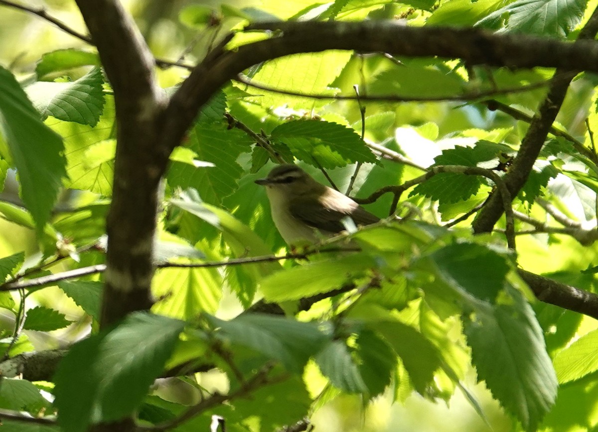 Vireo Ojirrojo - ML617791507