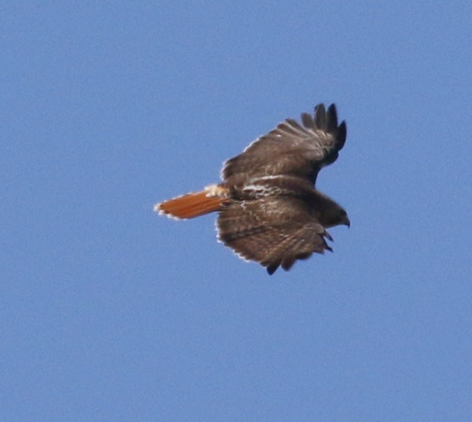 Red-tailed Hawk - ML617791520