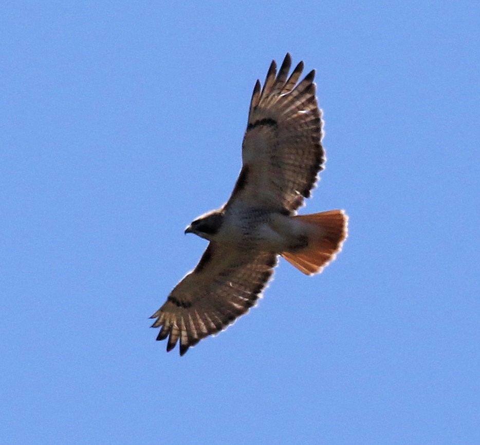 Red-tailed Hawk - ML617791521