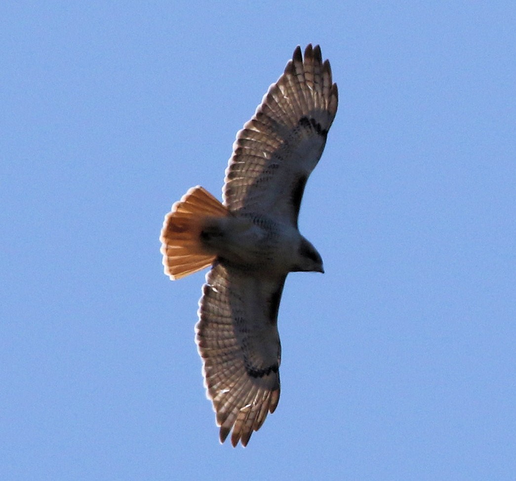 Red-tailed Hawk - ML617791522