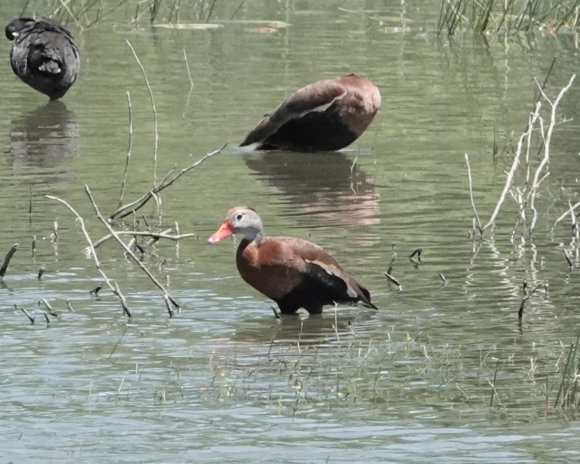 Black-bellied Whistling-Duck - Gary Martindale