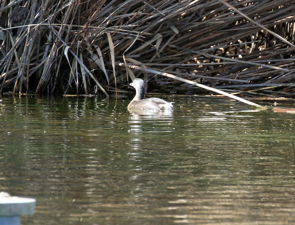 Pied-billed Grebe - ML617791549